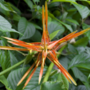 Starry Flower