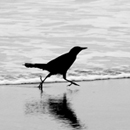 Blackbird