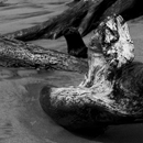 Driftwood