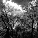 In the Woods