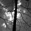 Looking Up